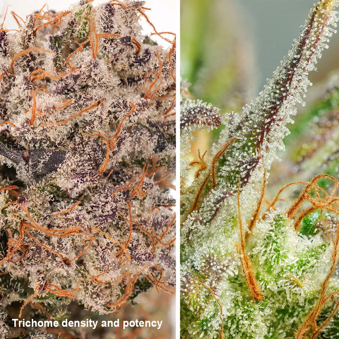 Trichomes-potency dutch passion cannabis seeds